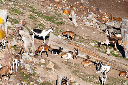 山羊农场白色动物哺乳动物图片