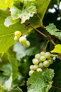 葡萄树上的葡萄绿色食物植物乡村生长叶子农业酒厂葡萄园收成图片