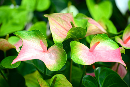 安图留气候绿色植物花园粉色热带背景图片