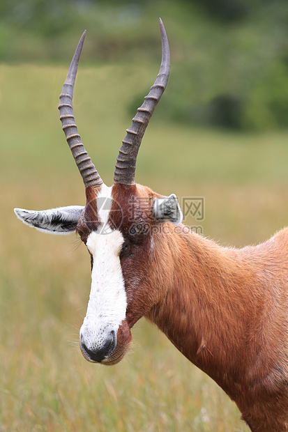 Blesbok 星座荒野牛角食草游戏公园大草原动物群野生动物警报衬套图片