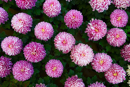 达利亚语Name花瓣自然纹粉色花园模式色彩生长图片