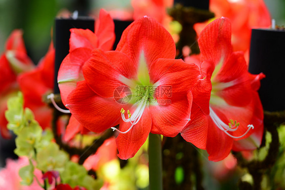 红莉莉花瓣绿色美食家红色花头情调生物体白色植物百合图片