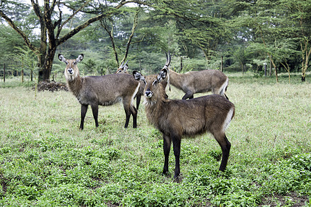 水桶水羚野生动物荒野农村动物群哺乳动物动物植物女性公园图片