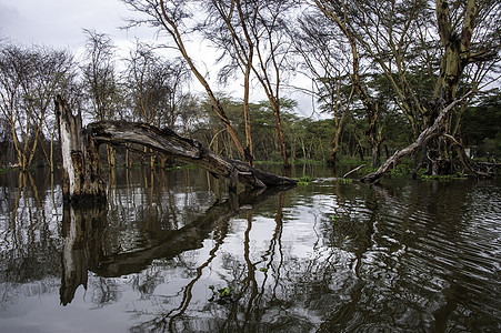 奈瓦沙湖蓝色野生动物天空公园场景季节荒野环境反射图片