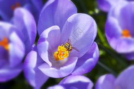鳄锥体蜂蜜植物群叶子蓝色太阳植物花期花蜜花瓣紫色图片