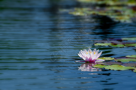 莲花蓝色冥想情调紫色热带漂浮植物花园百合植物群图片