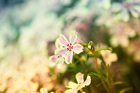 在花园中的花朵生长雌蕊植物学花瓣季节天空白色绿色阳光植物图片
