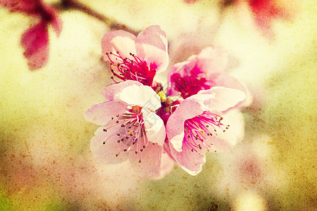 格朗盖桃花花花园果园雌蕊太阳植物学香气花瓣水果生长植物图片