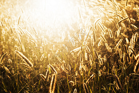 太阳中的青草草皮边界生态学家农业草地生态环境艺术日出植物图片