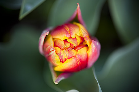 郁金花季节生长灯泡雌蕊绿色花瓣花园红色植物学黄色图片
