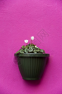 在紫花墙上村庄街道花瓶花盆花园房子露台播种机植物乡村图片