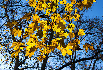 黄叶阳光活力季节性摄影植物叶子生长黄色植物学季节图片