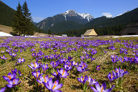 波兰塔特拉斯山山谷的鳄鱼山峰首脑青松红花旅游草原农村高山顶峰爬坡道图片