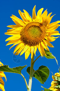 向日向活力天空蓝色农业阳光季节植物群花瓣植物学叶子图片