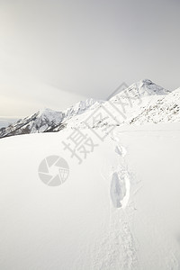 雪坡上的野生生物痕迹动物粉雪风景冰川山脉荒野背光自由季节山峰图片