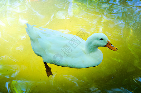 白鸭动物群家禽家畜鸟类荒野游泳农业移民橙子羽毛图片