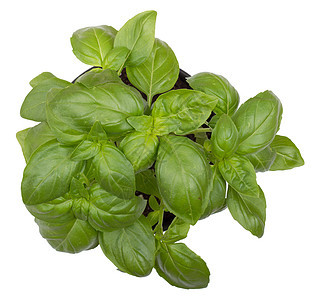 Basil 草药植物图片