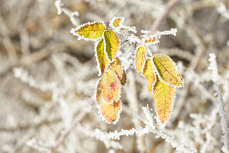 冻结的叶叶叶白色季节性树叶水晶森林季节植物太阳叶子绿色图片