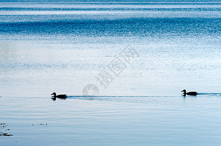 鸭子夫妇荒野移民翅膀游泳摄影蓝色家禽脖子鸟类夫妻图片