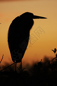 日出时的蓝色大绿帽背影苍鹭日落天空剪影涉水动物野生动物荒野橙子图片