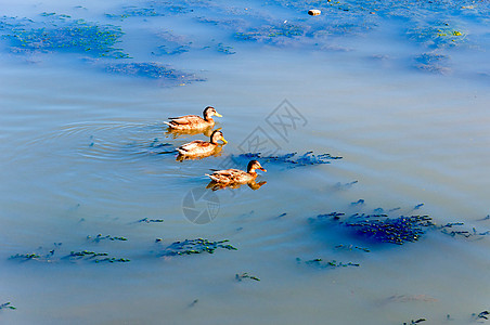 冷冻鸭鸭子家禽迁移家畜鸟类羽毛摄影蓝色野生动物夫妻图片