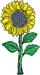 向日葵太阳白色花园叶子活力食物插图生态场地手绘背景图片