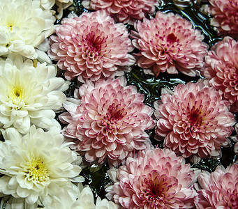 菊花花花瓣白色粉色植物群植物学菊花图片