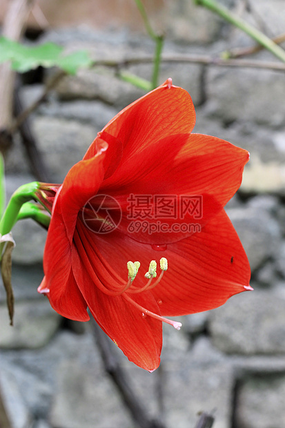 雨后水滴和火红的阿玛丽丝曲线季节红宝石生长植物群植物学灯泡植物花瓣卷曲图片