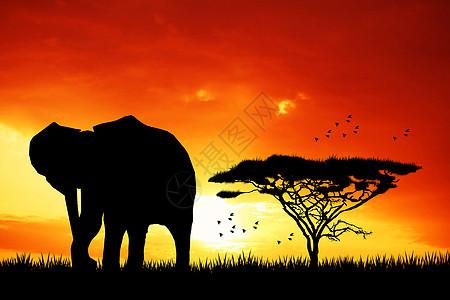 日落时大象土地动物野生动物荒野地标旅行旅游太阳天空场景图片