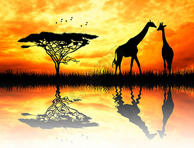 日落时的法拉菲旅行荒野插图野生动物旅游阳光动物反射图片