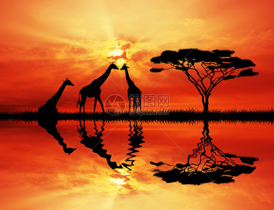 日落时的法拉菲荒野动物野生动物插图旅游阳光旅行反射图片