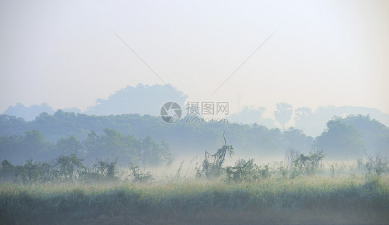 薄雾清晨纹理阳光晨雾花园森林太阳图片