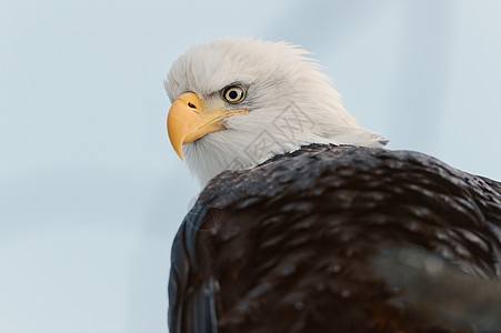 近距离接近秃鹰的肖像羽毛鸟类自由动物群海藻眼睛季节荒野野生动物国家图片