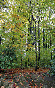 秋天的木林图片