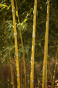 竹子植物树叶绿色天空蓝色图片