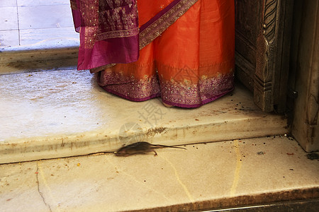 在印度德赫诺克卡尔尼马塔寺靠近妇女纱丽图片