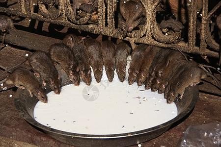 从一个碗里喝牛奶的圣老鼠 卡尔尼马塔寺 德赫诺克食物牛奶纪念碑寺庙旅行建筑文化城市历史建筑学图片