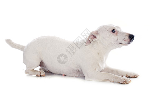 杰克 鲁塞尔梯列猎犬成人工作室动物白色犬类女性猎狗牧师宠物图片