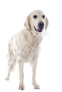 金毛猎犬猎狗猎犬动物工作室宠物犬类白色图片