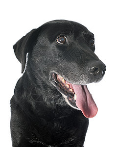旧的拉布拉多检索器宠物犬类白内障工作室动物黑色图片