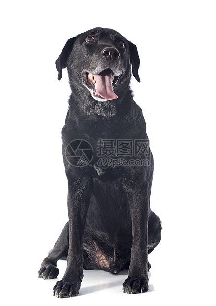 旧的拉布拉多检索器黑色工作室动物宠物犬类图片