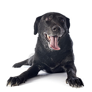 旧的拉布拉多检索器黑色工作室舌头动物宠物犬类图片