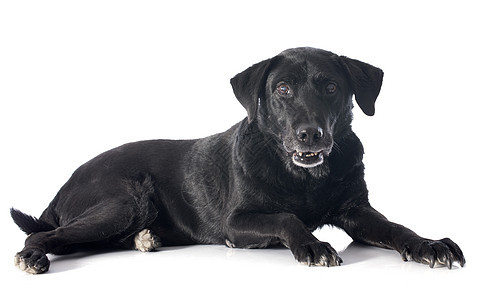 旧的拉布拉多检索器犬类动物工作室宠物黑色图片