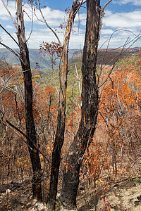 澳大利亚青山烧焦的树丛环境烧伤树木火灾林业灾难黑色破坏大火灌木丛图片