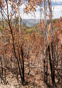澳大利亚青山烧焦的树丛灌木丛大火火灾树木林业黑色松树灾难破坏森林图片
