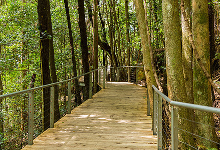 新南威尔士经森林的步行道图片