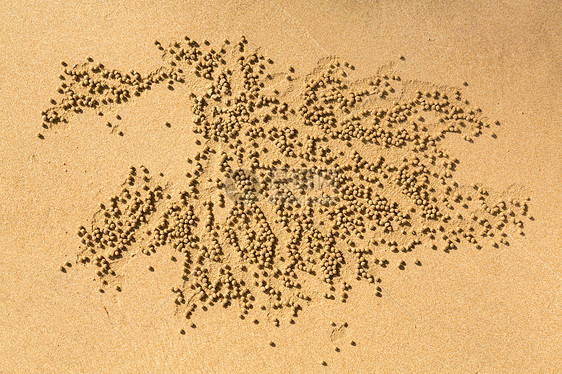 沙泡螃蟹的小沙球型样图片