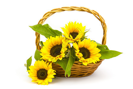 篮子中美丽的向日葵花花束希连图斯绿色植物装饰植物学太阳照片生长白色花园环境图片