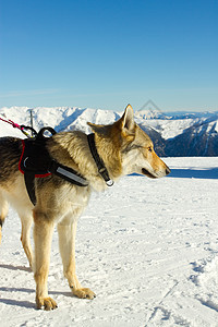 救援犬动物帮助援助运输雪橇救生圈赛车图片