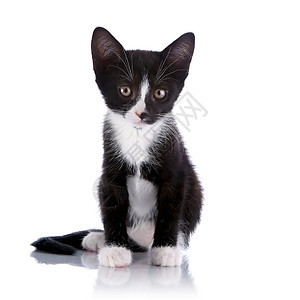 黑白小猫小猫坐着图片